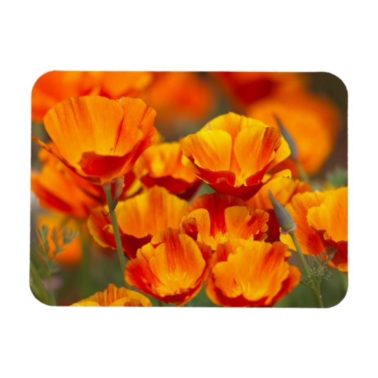 Noord-Amerika, VS, Washington, Seattle Magneet (Horizontaal)