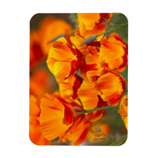 Noord-Amerika, VS, Washington, Seattle Magneet (Verticaal)