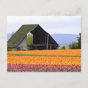 Noord-Amerika, VS, Washington, Skagit Valley. 2 Briefkaart