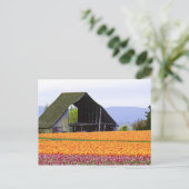 Noord-Amerika, VS, Washington, Skagit Valley. 2 Briefkaart (Staand voorkant)