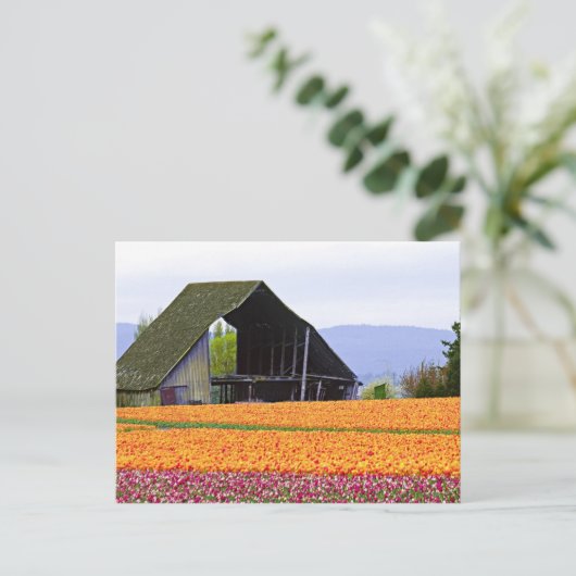 Noord-Amerika, VS, Washington, Skagit Valley. 2 Briefkaart (Staand voorkant)