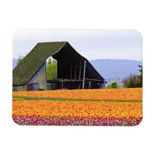 Noord-Amerika, VS, Washington, Skagit Valley. 2 Magneet