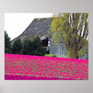 Noord-Amerika, VS, Washington, Skagit Valley. Poster