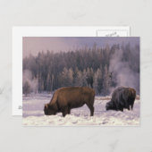 Noord-Amerika, VS, Wyoming, geelsteen NP, Briefkaart (Voorkant / Achterkant)