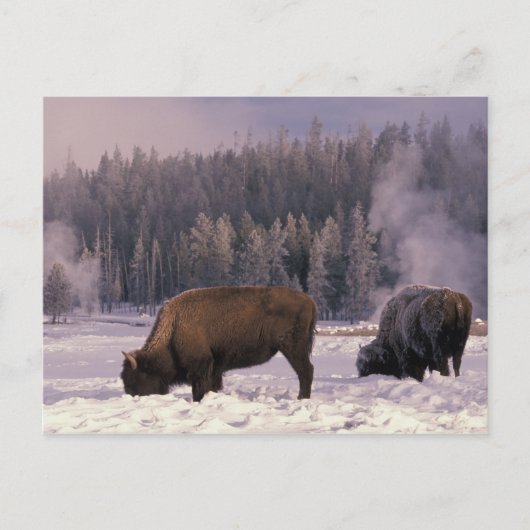 Noord-Amerika, VS, Wyoming, geelsteen NP, Briefkaart (Voorkant)