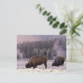 Noord-Amerika, VS, Wyoming, geelsteen NP, Briefkaart (Staand voorkant)