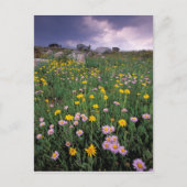 Noord-Amerika, VS, Wyoming, Yellowstone 2 Briefkaart (Voorkant)