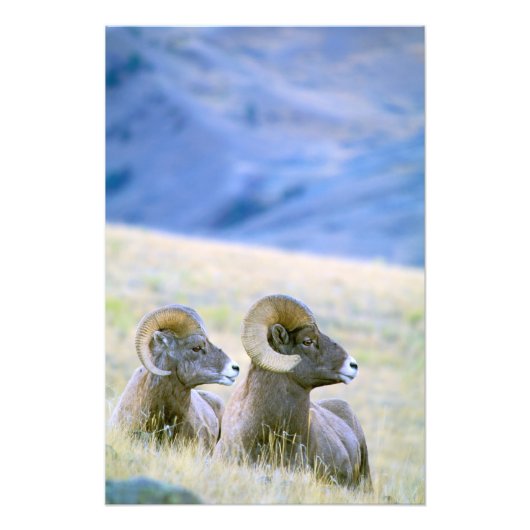 Noord-Amerika, VS, Wyoming, Yellowstone 2 Foto Afdruk (Voorkant)