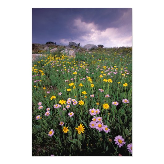 Noord-Amerika, VS, Wyoming, Yellowstone 2 Foto Afdruk (Voorkant)