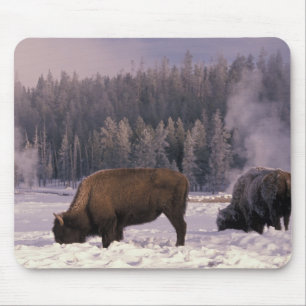 Noord-Amerika, VS, Wyoming, Yellowstone NP, Muismat