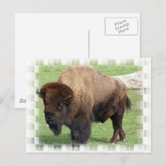 Noord-Amerikaans Bison Briefkaart (Voorkant / Achterkant)