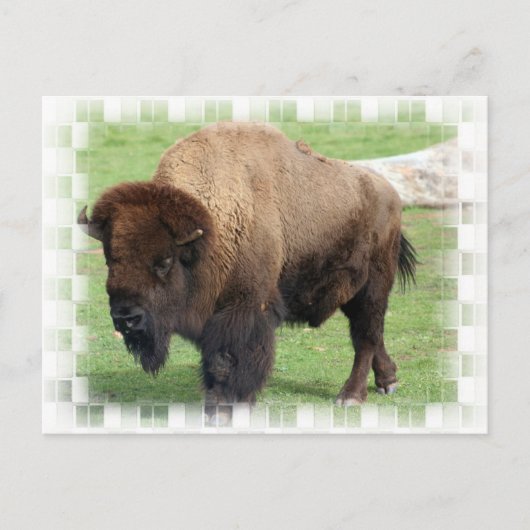 Noord-Amerikaans Bison Briefkaart (Voorkant)