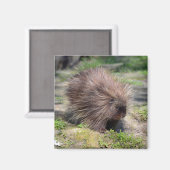 Noord-Amerikaans Poster van porcupine Magneet (Voorkant / Achterkant)
