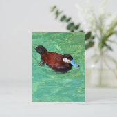 Noord-Amerikaans Ruddy Duck III Briefkaart (Staand voorkant)