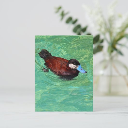 Noord-Amerikaans Ruddy Duck III Briefkaart (Staand voorkant)