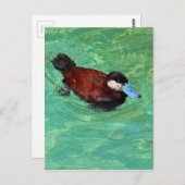 Noord-Amerikaans Ruddy Duck III Briefkaart (Voorkant / Achterkant)