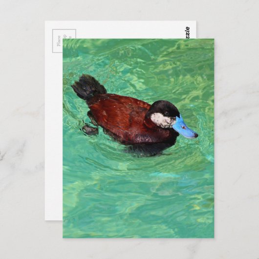 Noord-Amerikaans Ruddy Duck III Briefkaart (Voorkant / Achterkant)