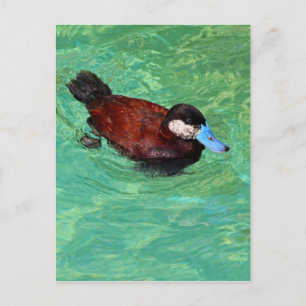 Noord-Amerikaans Ruddy Duck III Briefkaart