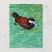 Noord-Amerikaans Ruddy Duck III Briefkaart (Voorkant)