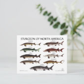 Noord-Amerikaans Sturgeon-White Poster-Briefkaart Briefkaart (Staand voorkant)