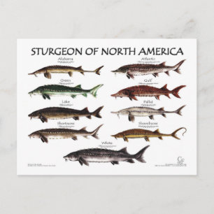 Noord-Amerikaans Sturgeon-White Poster-Briefkaart Briefkaart