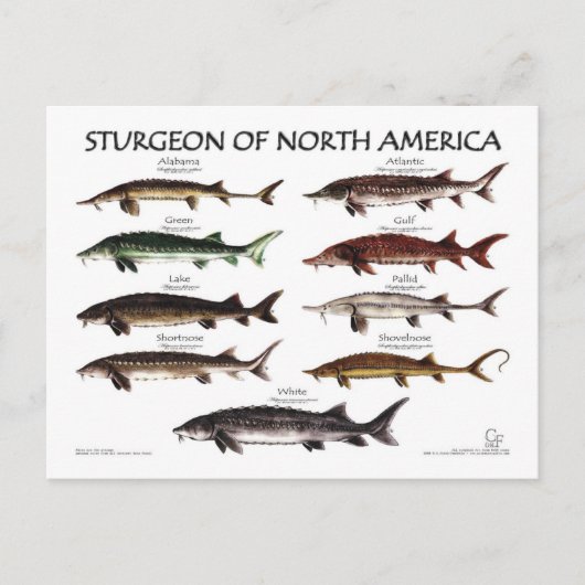 Noord-Amerikaans Sturgeon-White Poster-Briefkaart Briefkaart (Voorkant)