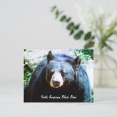 Noord-Amerikaans Zwart Beer Briefkaart (Staand voorkant)