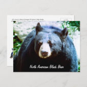 Noord-Amerikaans Zwart Beer Briefkaart (Voorkant / Achterkant)