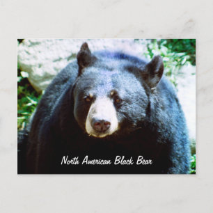 Noord-Amerikaans Zwart Beer Briefkaart