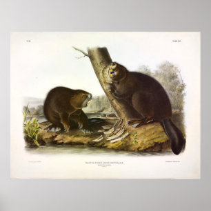 Noord-Amerikaanse bever, Castor canadensis - Audub Poster