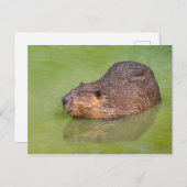 Noord-Amerikaanse bever in water Briefkaart (Voorkant / Achterkant)