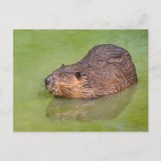 Noord-Amerikaanse bever in water Briefkaart (Voorkant)