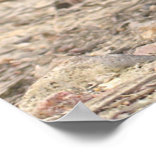 Noord-Amerikaanse bever ter plekke Poster (Hoek)