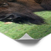 Noord-Amerikaanse Bison Print (Hoek)