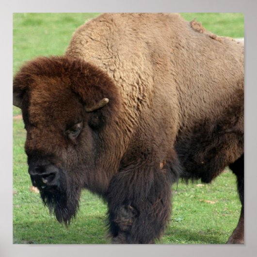 Noord-Amerikaanse Bison Print (Voorkant)