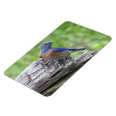 Noord-Amerikaanse blauwvogel Magneet (Linkerzijde)