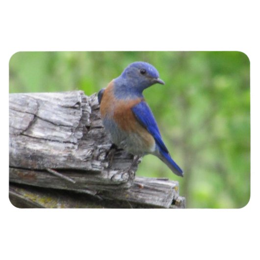 Noord-Amerikaanse blauwvogel Magneet (Horizontaal)