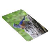 Noord-Amerikaanse blauwvogel Magneet (Rechterzijde)