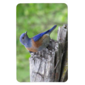 Noord-Amerikaanse blauwvogel Magneet (Verticaal)