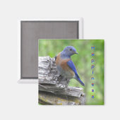 Noord-Amerikaanse Bluebird of Happiness Magneet (Voorkant / Achterkant)
