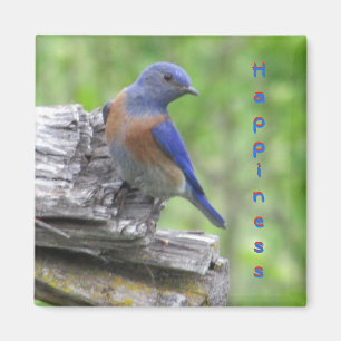 Noord-Amerikaanse Bluebird of Happiness Magneet
