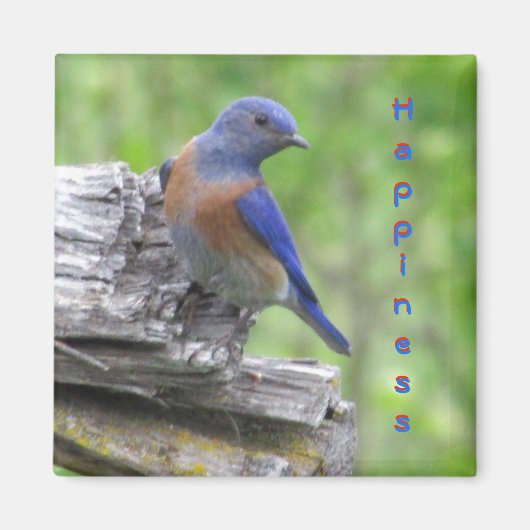 Noord-Amerikaanse Bluebird of Happiness Magneet (Voorkant)