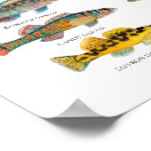 Noord-Amerikaanse Darters Art Poster (Hoek)