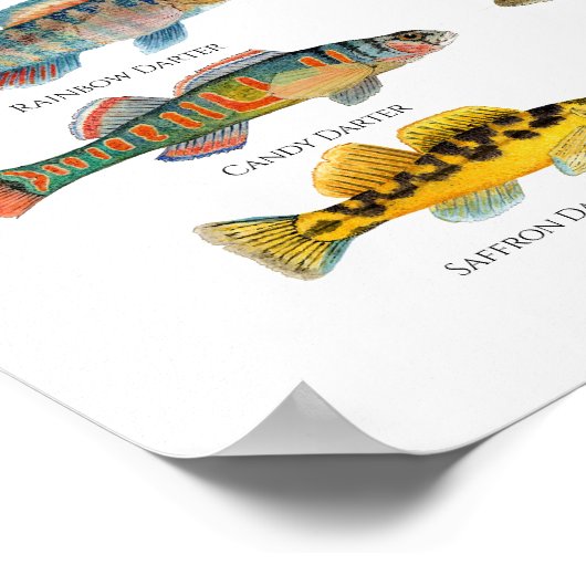 Noord-Amerikaanse Darters Art Poster (Hoek)