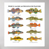 Noord-Amerikaanse Darters Art
