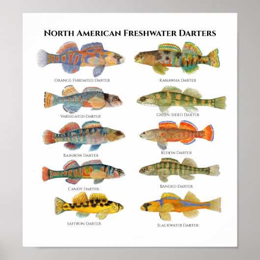 Noord-Amerikaanse Darters Art Poster (Voorkant)