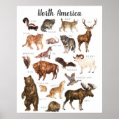 Noord-Amerikaanse dieren | Onderwijsklaslokaal Poster (Voorkant)