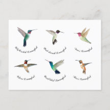 Noord-Amerikaanse mensvogels