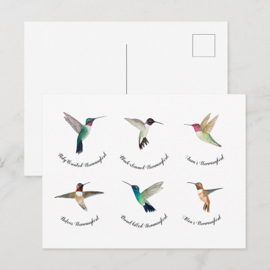 Noord-Amerikaanse mensvogels Briefkaart (Voorkant / Achterkant)