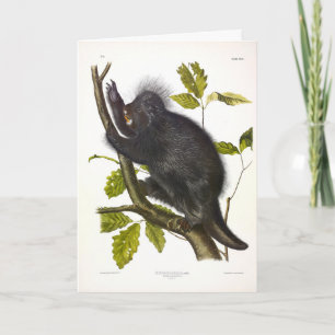 Noord-Amerikaanse of Canada Porcupine door Audubon Kaart